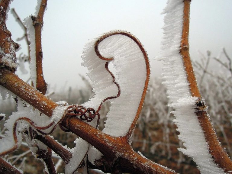 St. Vincent’s Day consecration of vine canes and wine dinner in Hajós