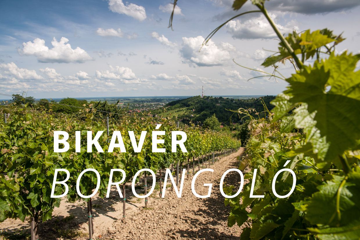  Bikavér Wine Wandering
