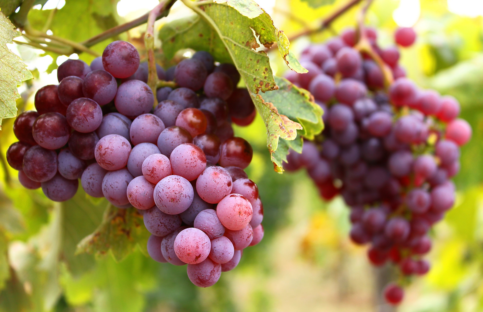 Native Hungarian Varieties – Wine Tasting