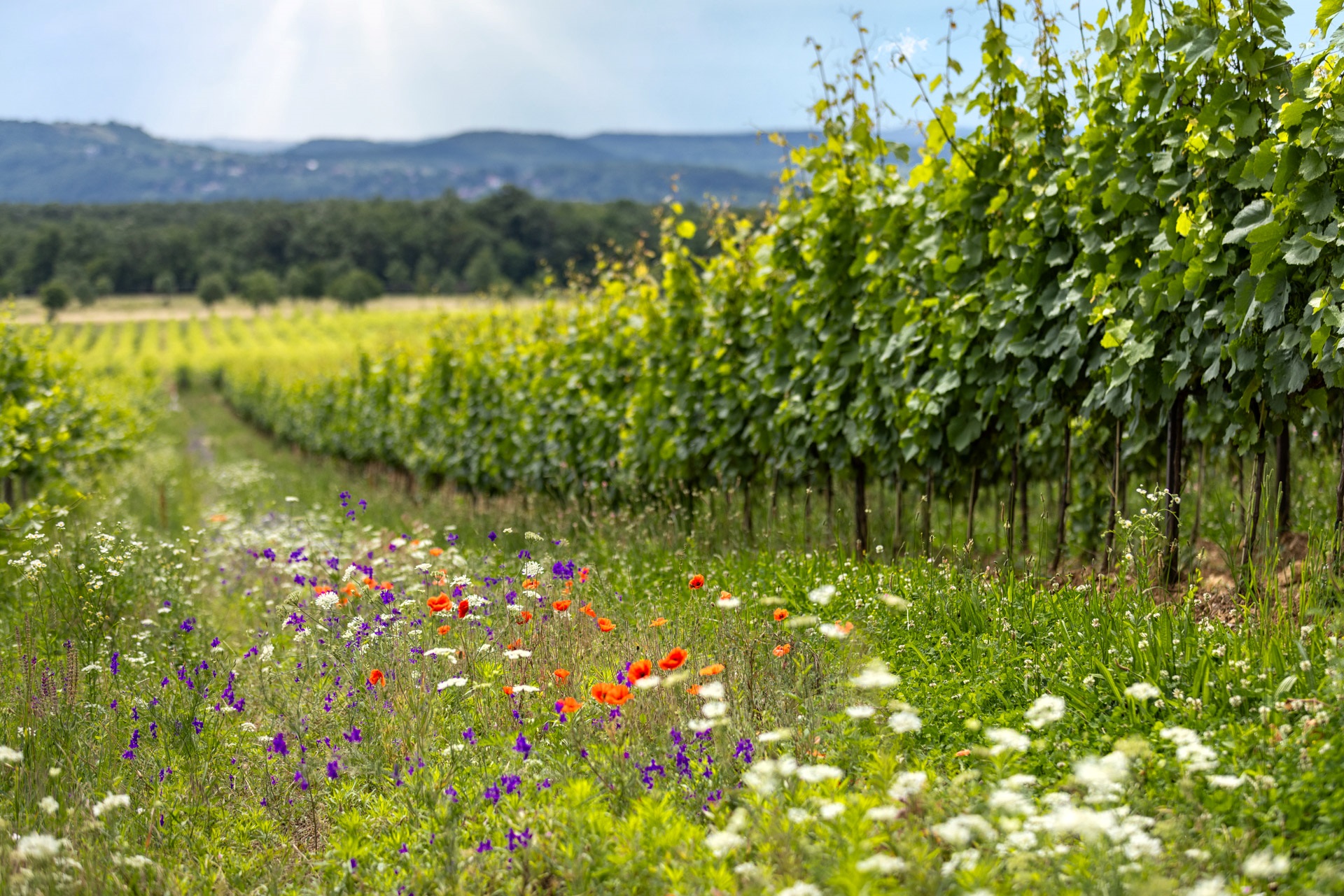 What makes wine vegan? And what makes wine non-vegan?