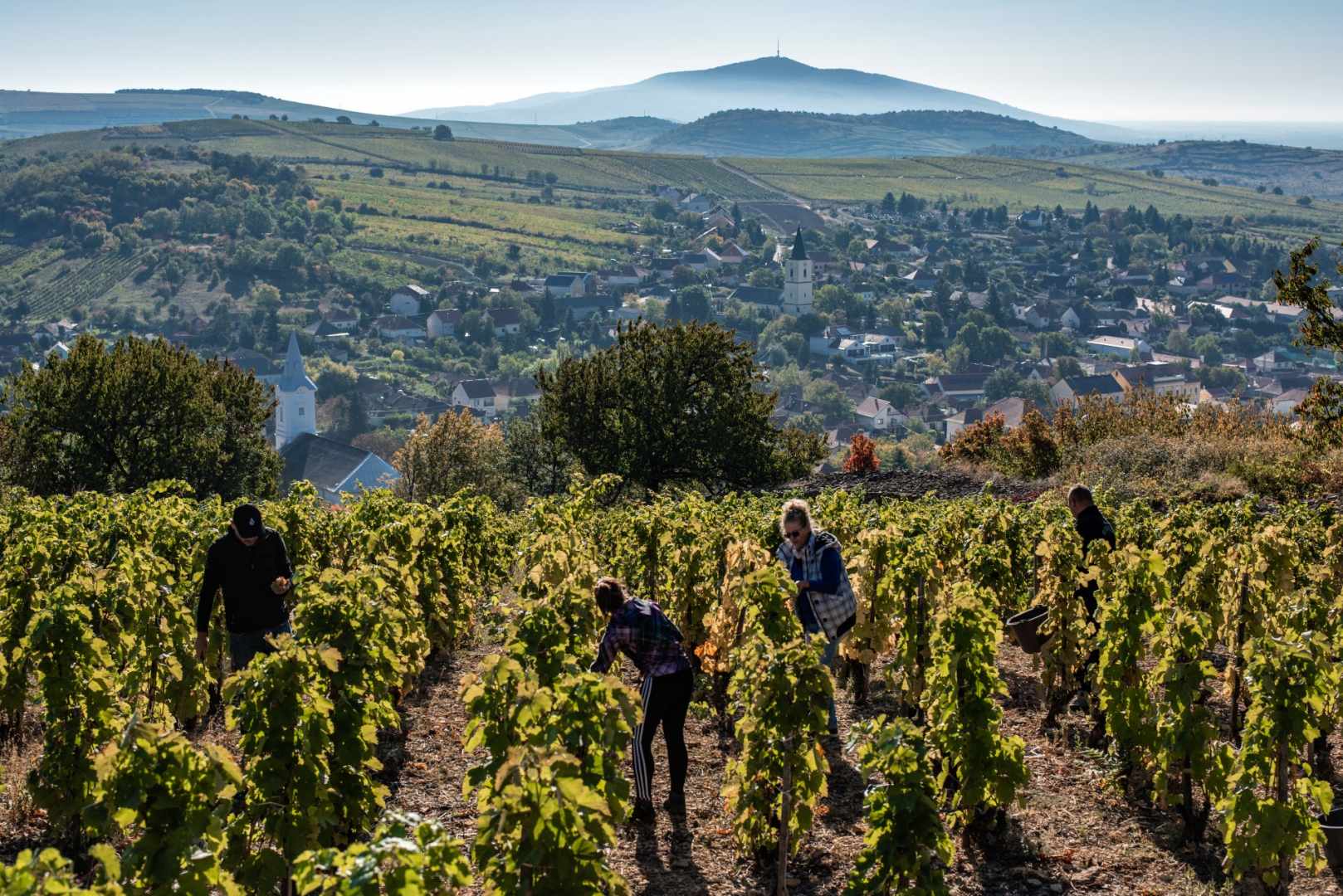 Tokaji borvidék