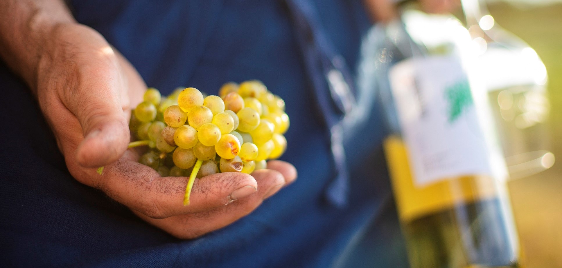 Is organic wine the future?