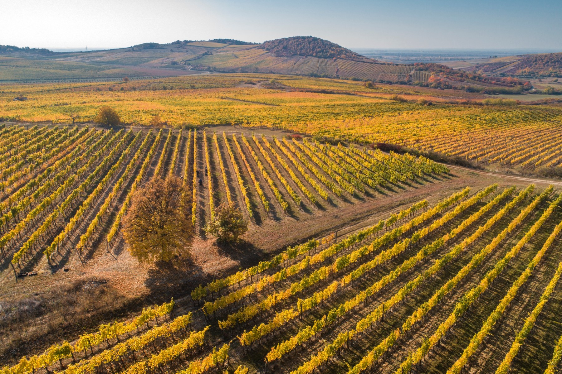 ln_tokaj_20211027_dj0105_adobergb_dpi300_full