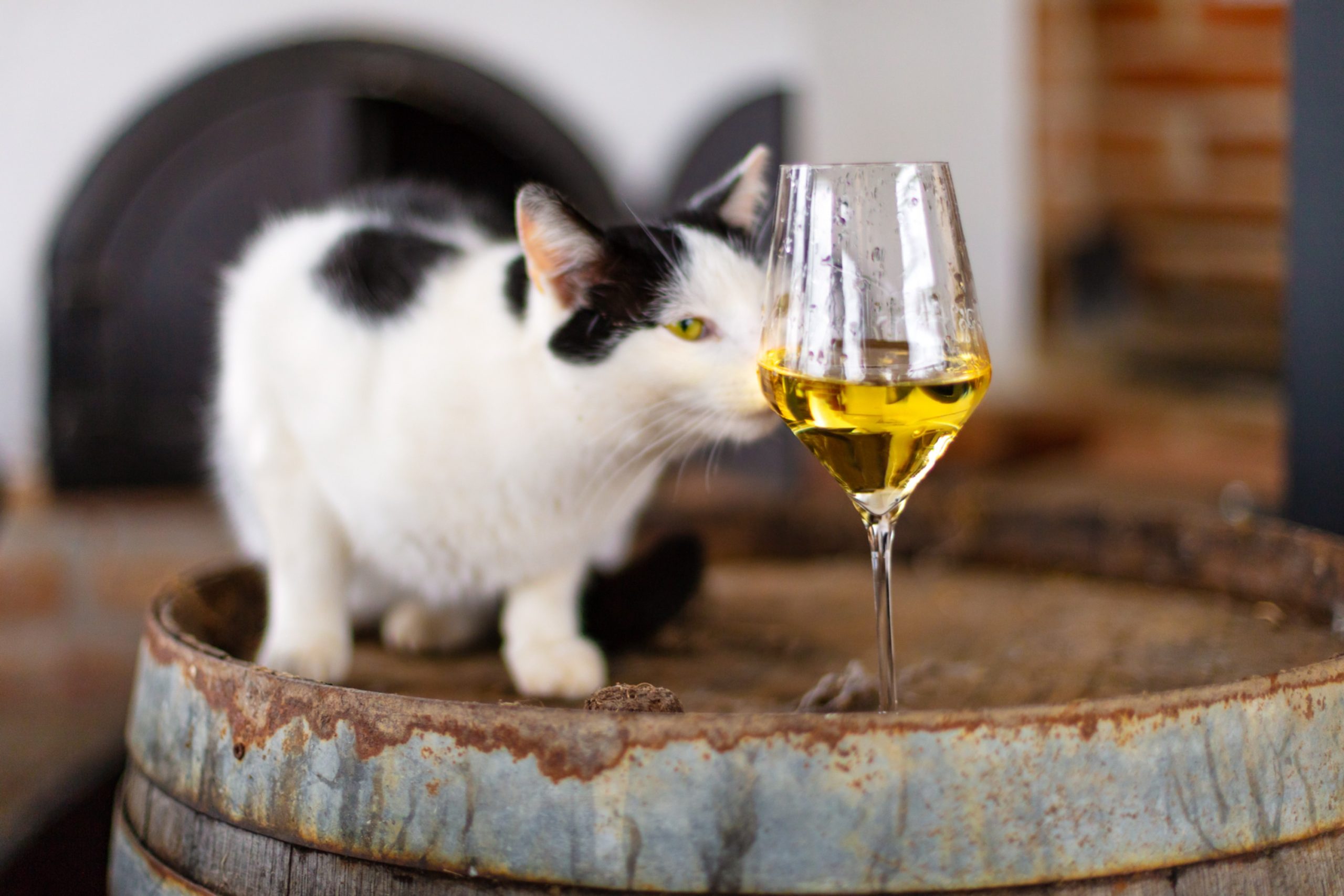 koveskal_palffy_cica_borral_mg3140_langnandor_20220221_srgb_dpi72_hd_bor-hu