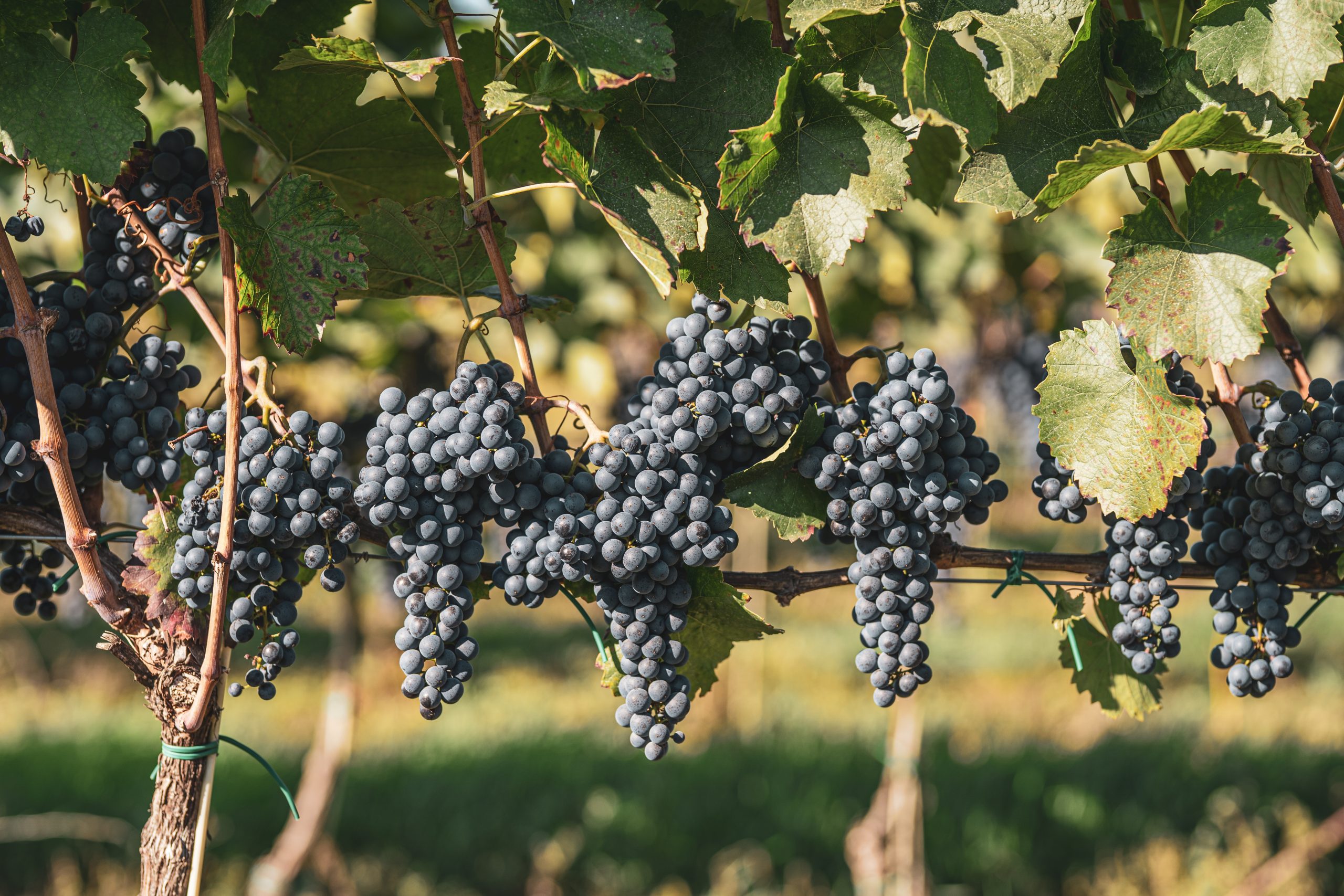 CsodaszC3A9p_prC3A9miuk_KC3A9kfrankosunk-1