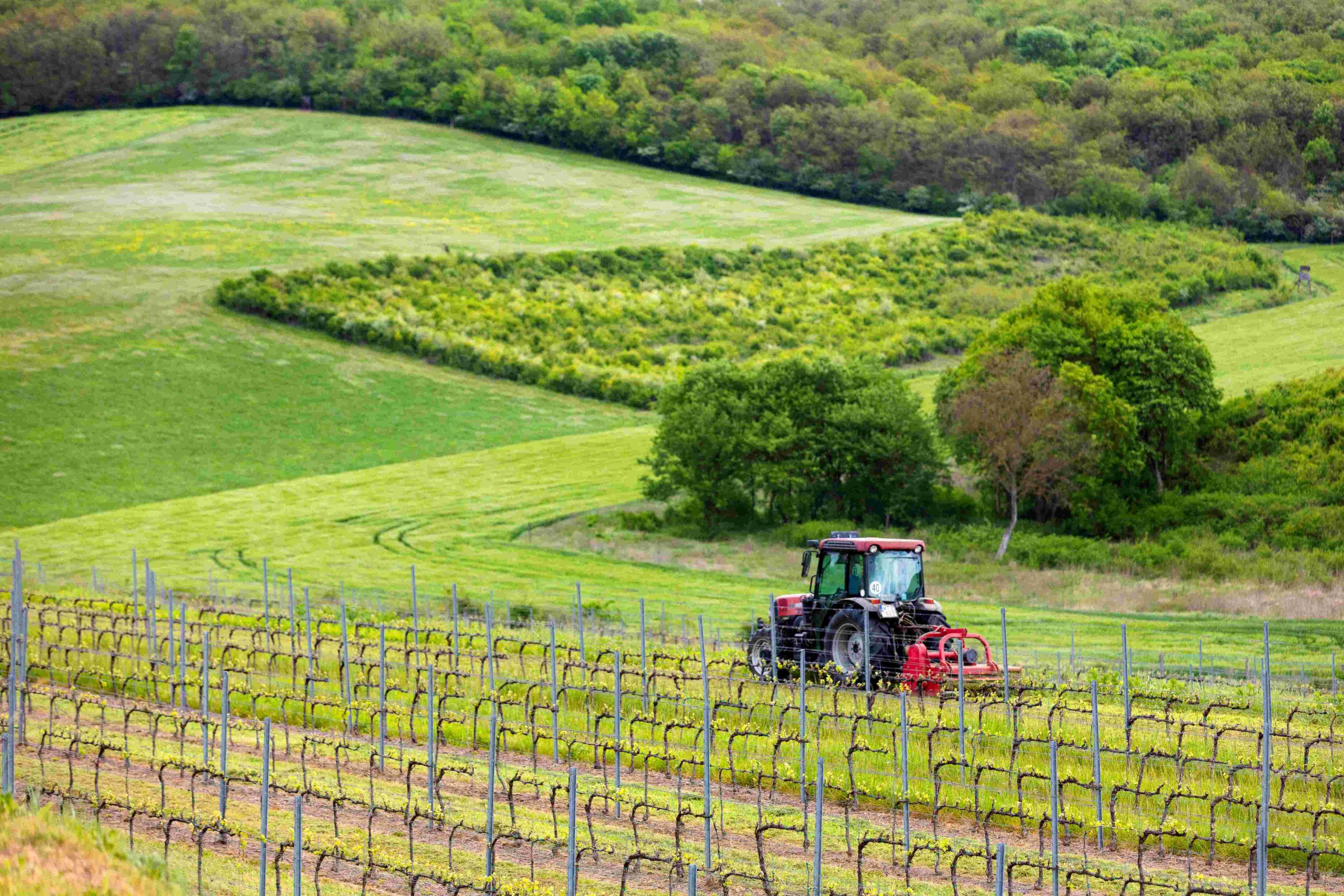 ln_szekszard_tavasz_20210512_mg9721_adobergb_dpi300_full