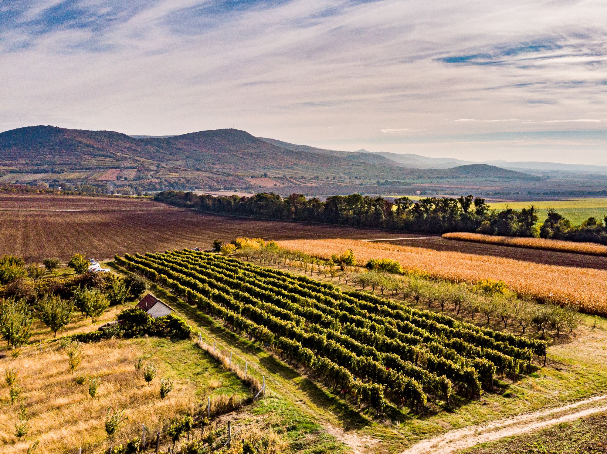 26_palko_borok_hangulat1