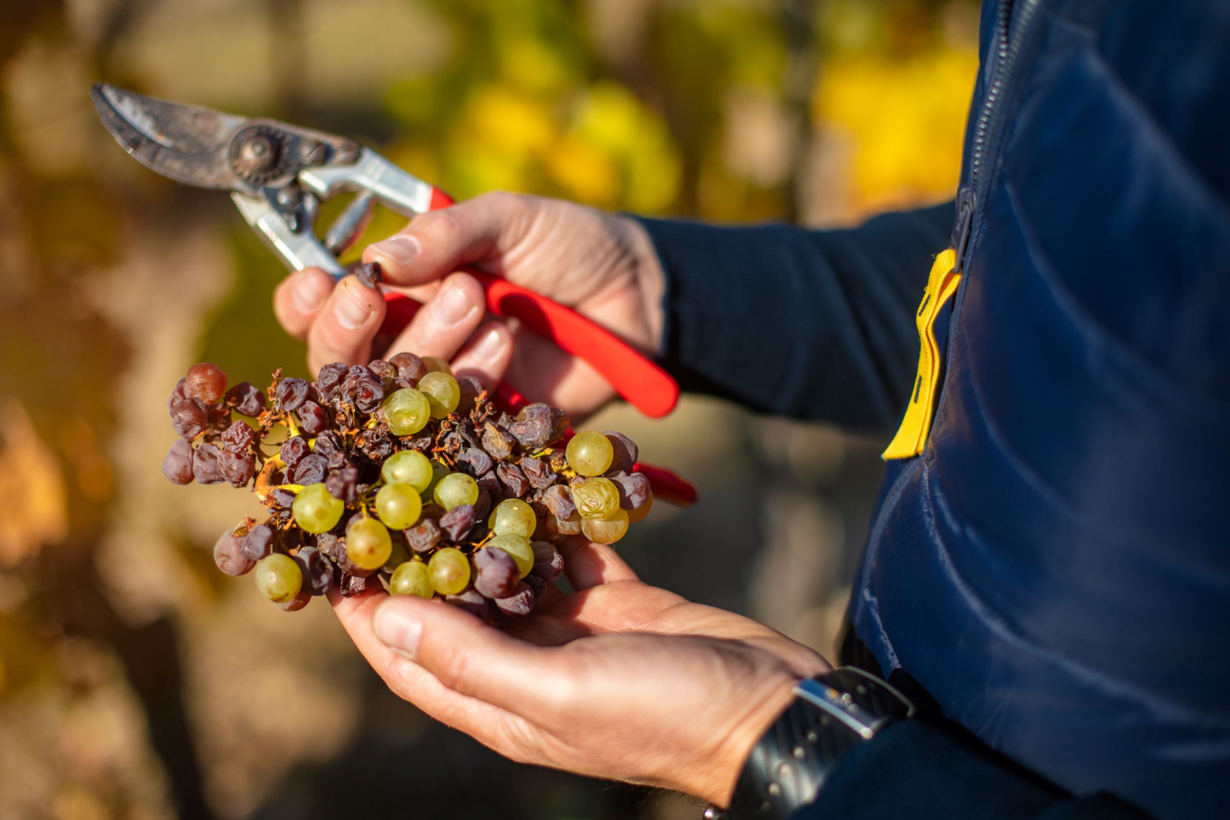 ln_tokaj_20211027_mg5671_srgb_dpi72_hd0