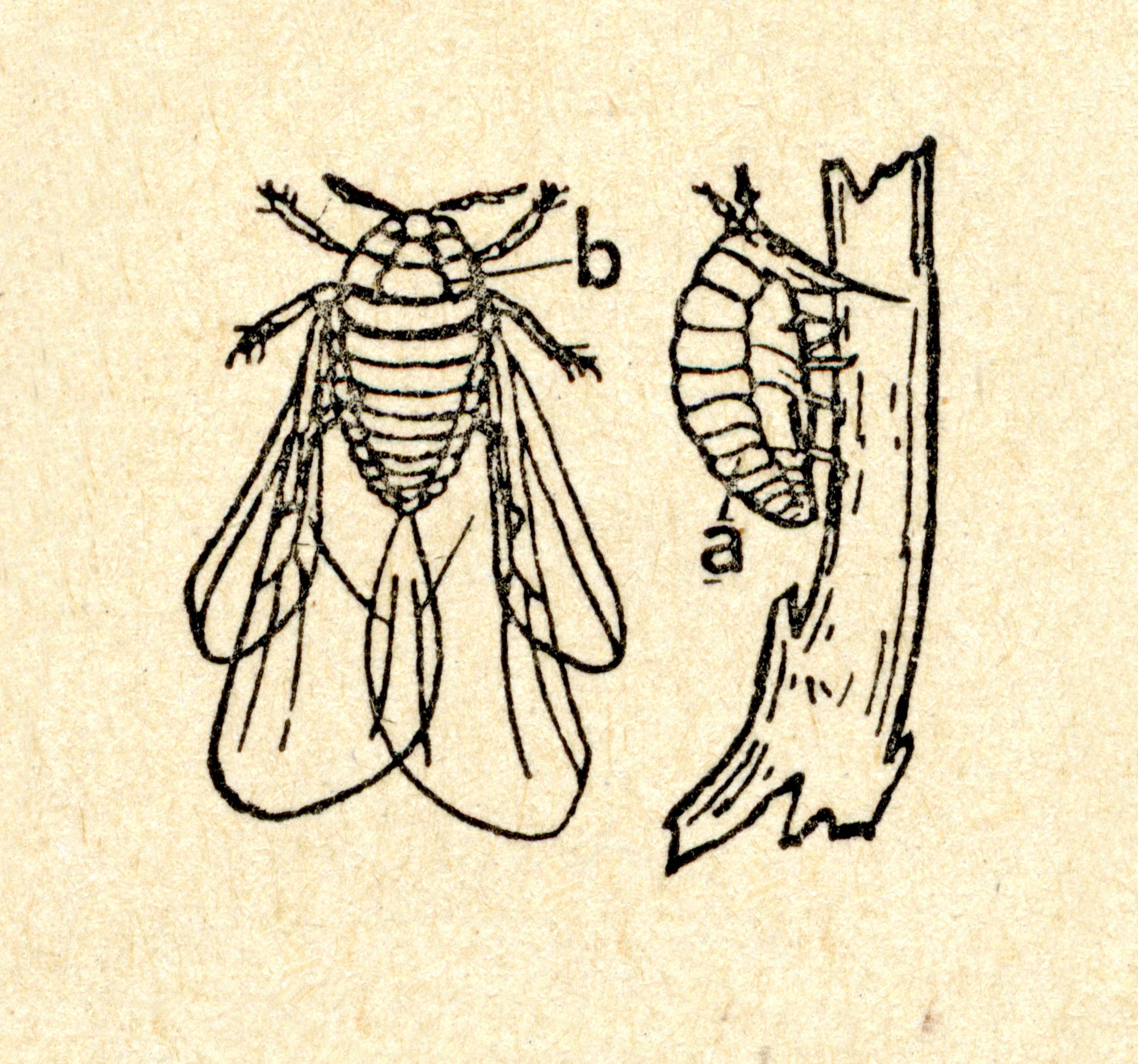 adobestock_79909614_filoxera