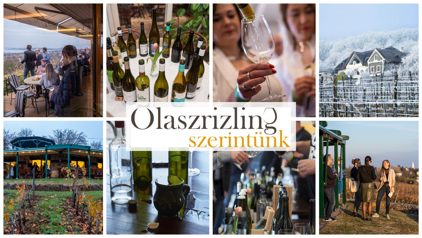 olaszrizling_jasdi_pinceszet