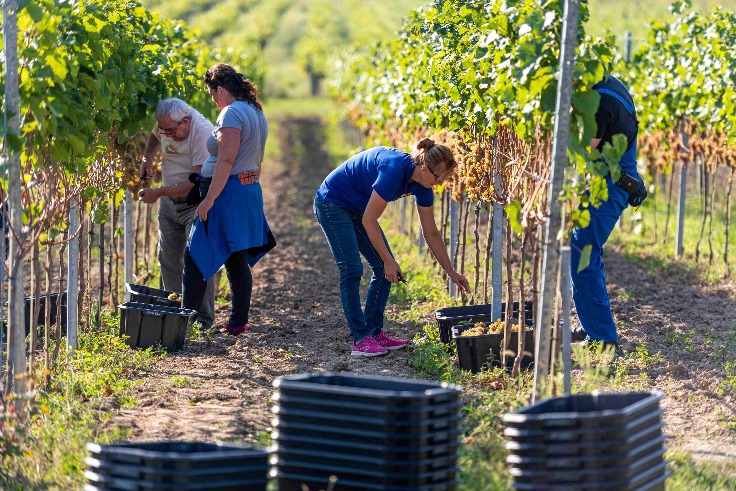 gyukli_pince_szuret_lion_20