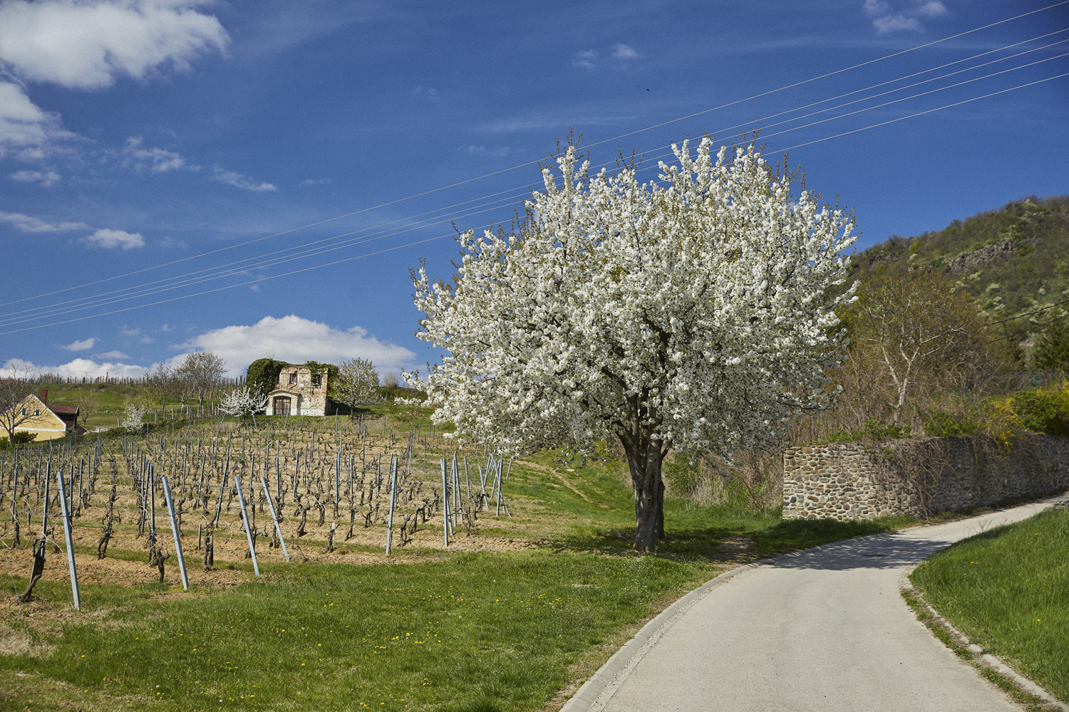 Somlói borvidékről hero