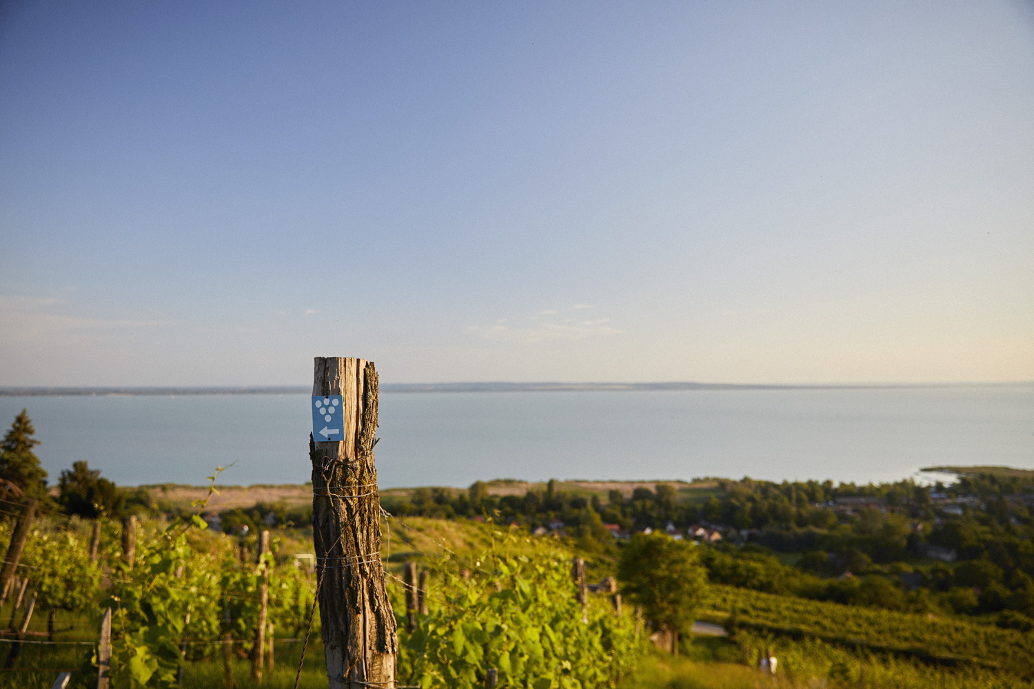 Badacsonyi borvidék termelőhelyek és eredetvédelem