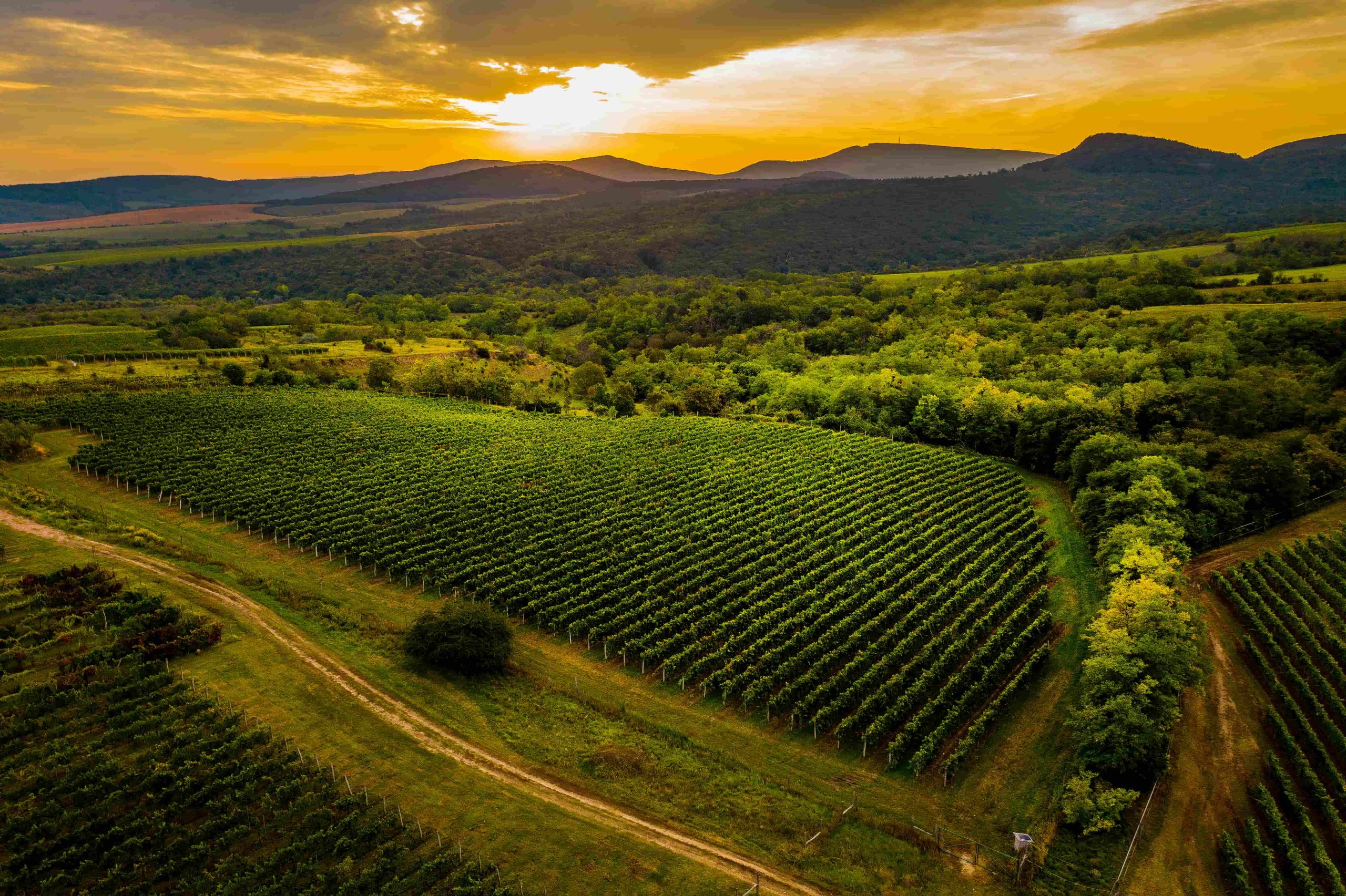 Neszmélyi termelőhelyek és eredetvédelem hero