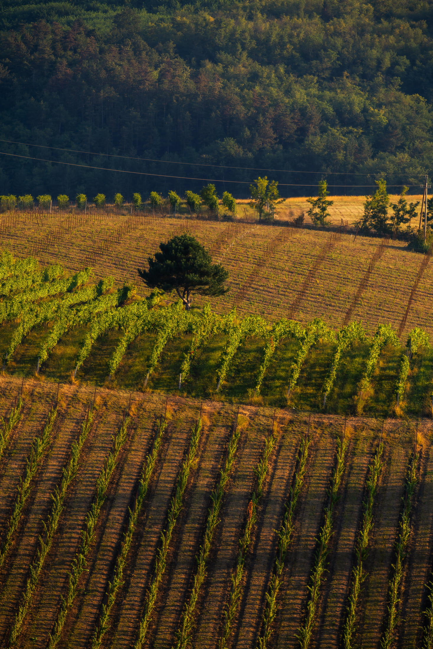 Egri borvidékről hero