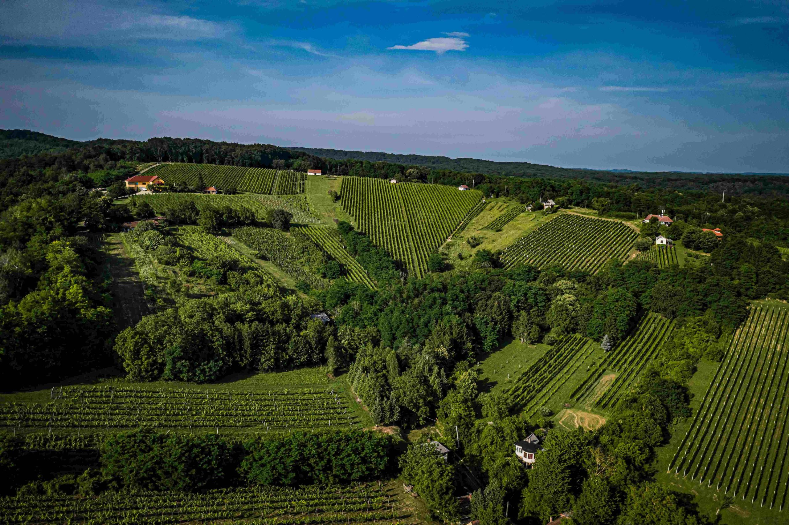 Zalai borvidékről hero