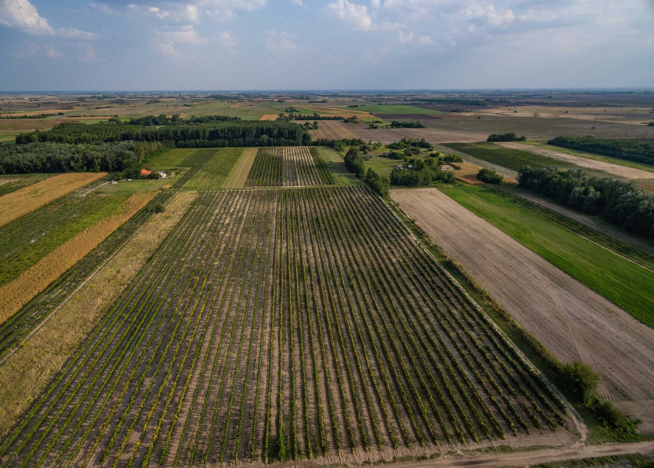 Csongrád borvidékről