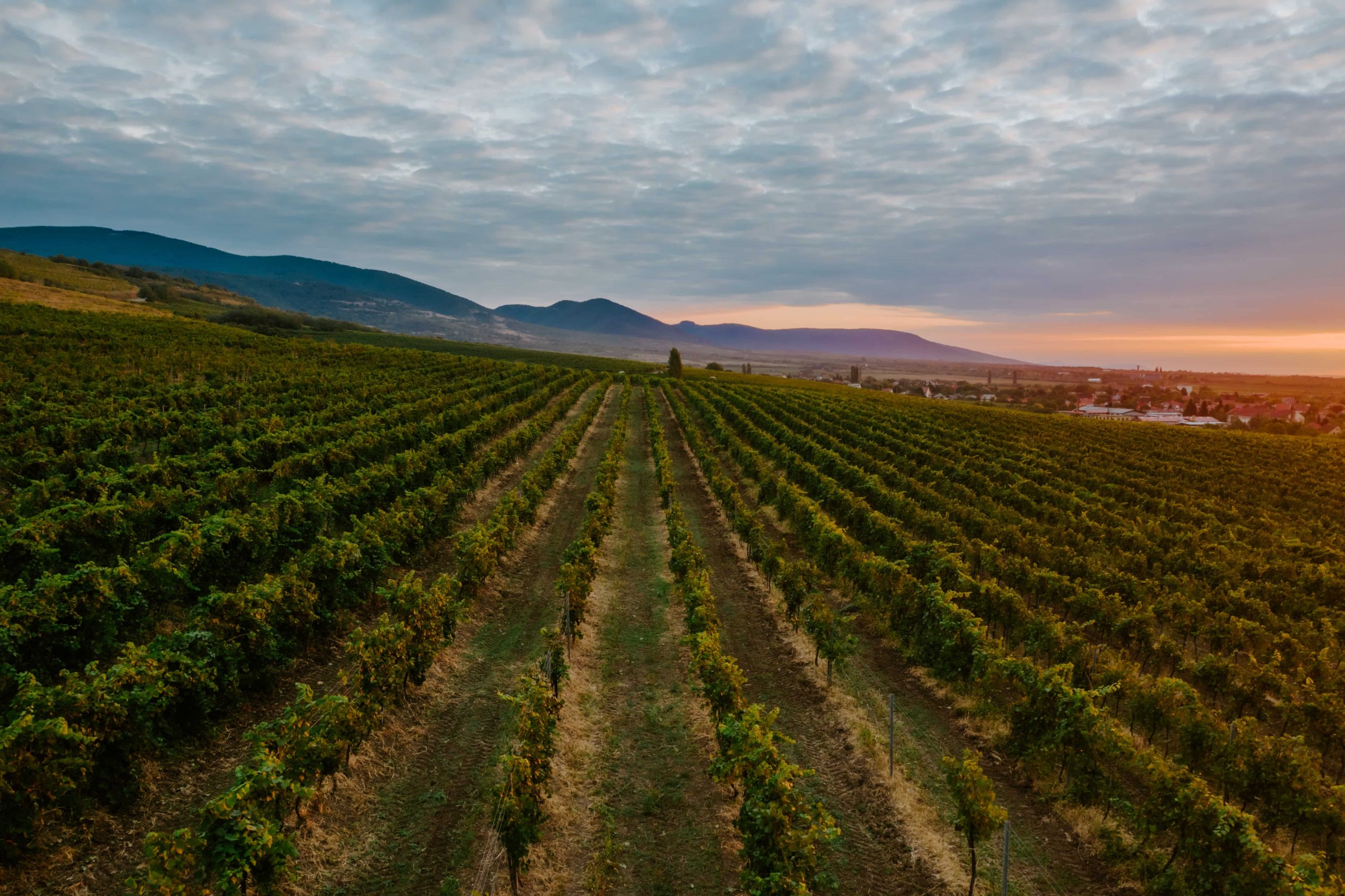 Mátrai borvidék hero