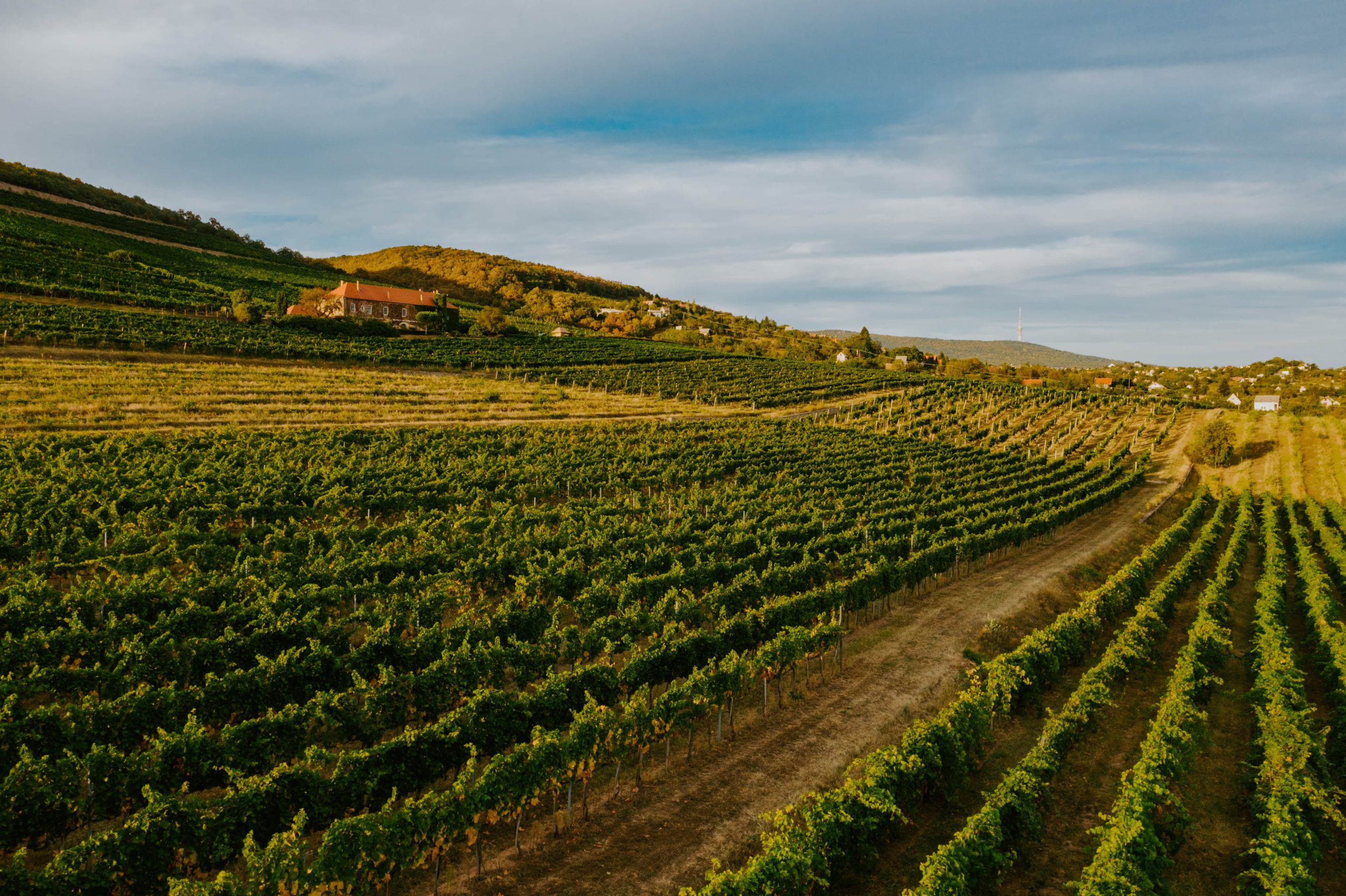 Pécsi borvidék hero