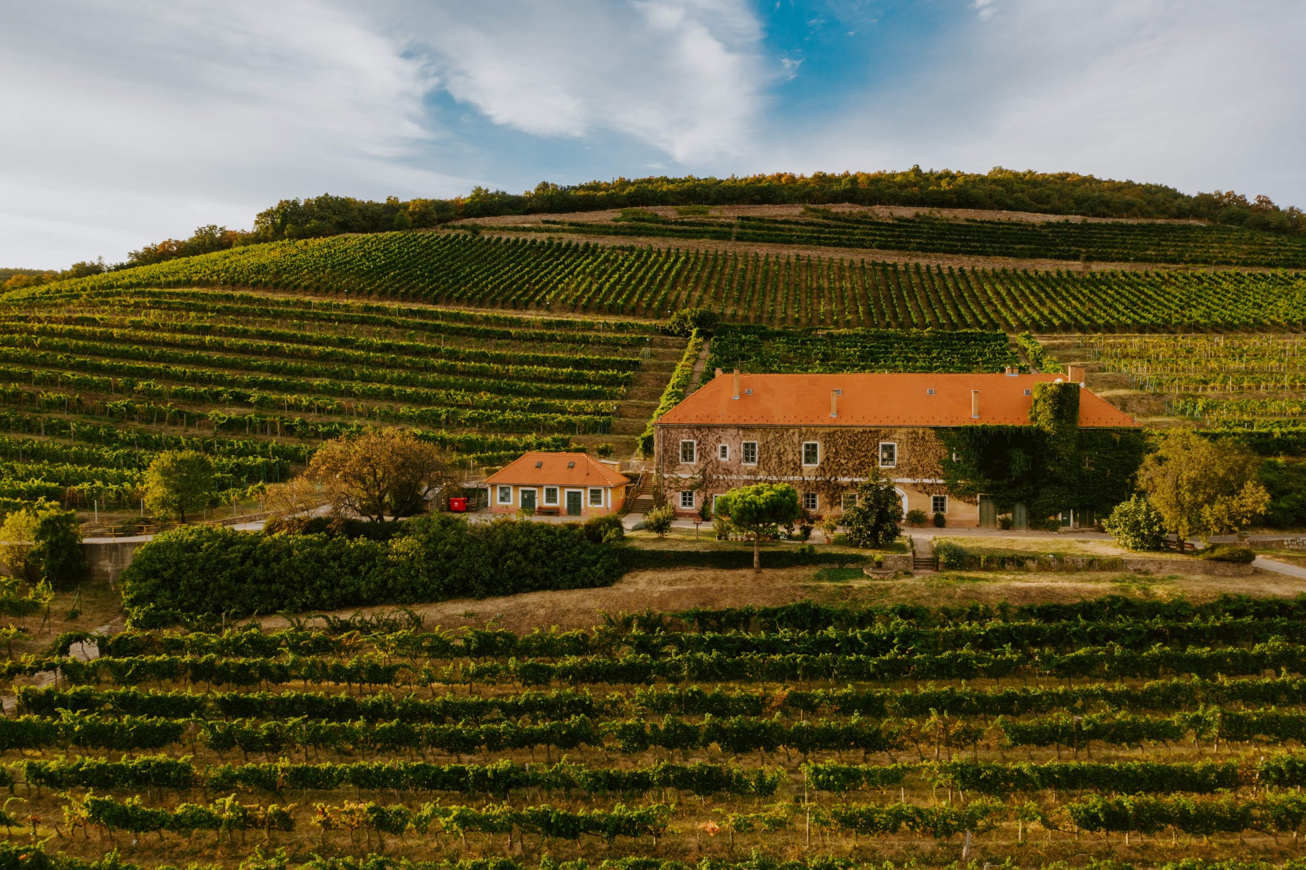 Pécsi borvidékről hero