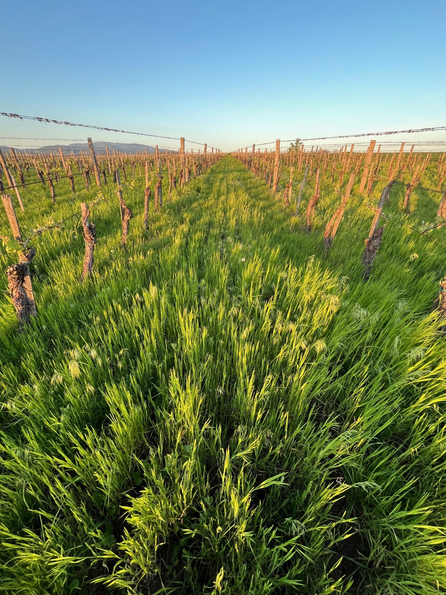Centurio – Fáy-domb 2