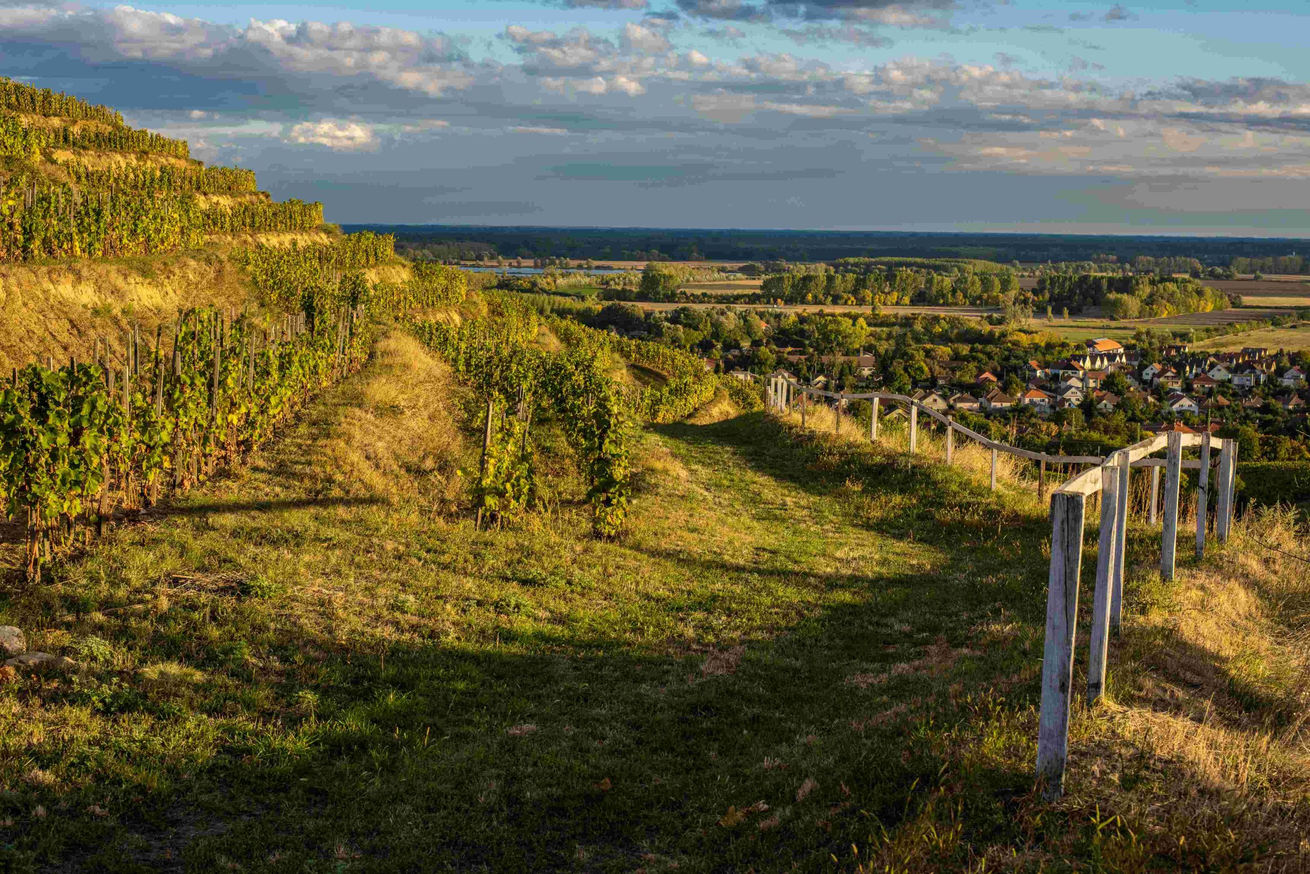 Tokaji szőlőültetvény_4