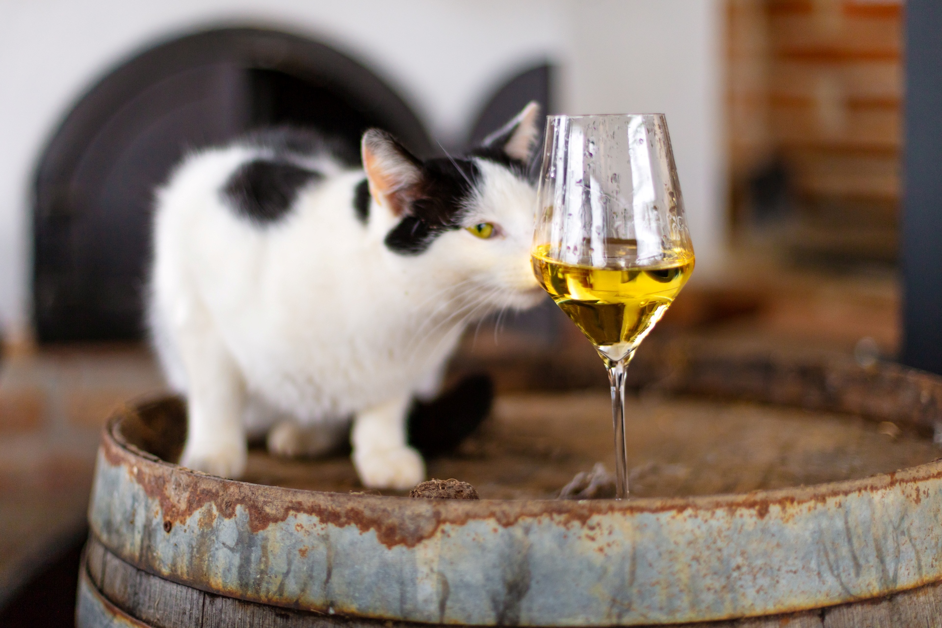 KOVESKAL_Palffy_cica_borral_MG3140_LangNandor_20220221_sRGB_dpi72_HD