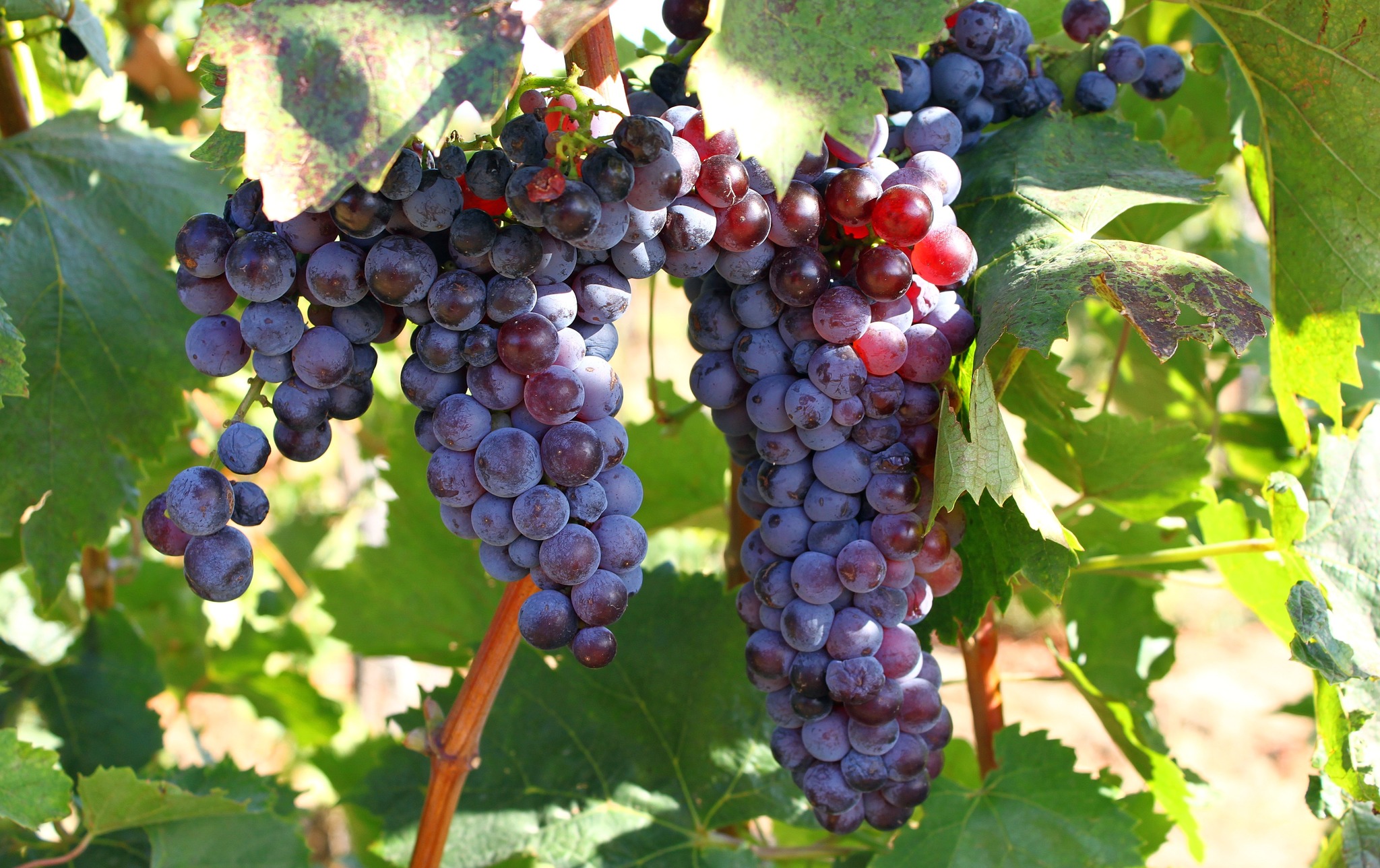 Régi magyar szőlőfajták – Nagykóstoló