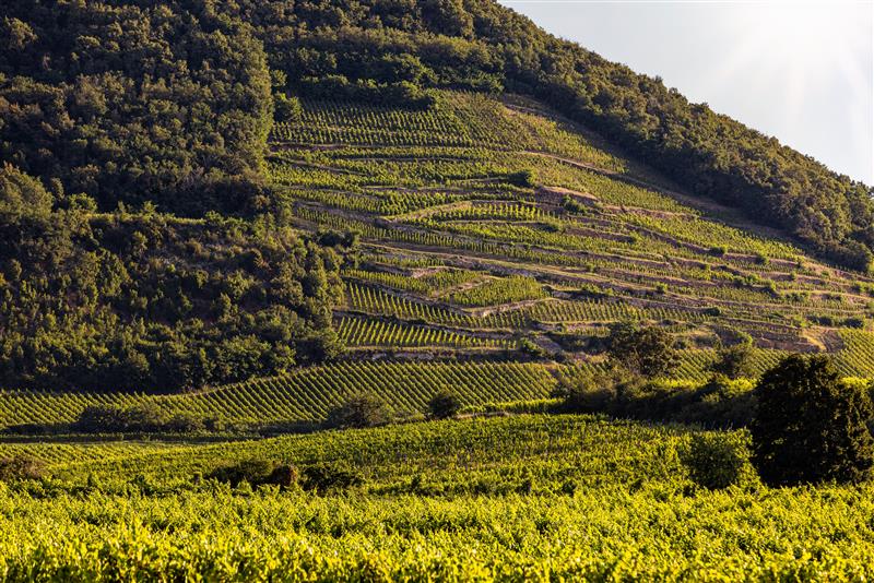 tokaj dűlők tájkép